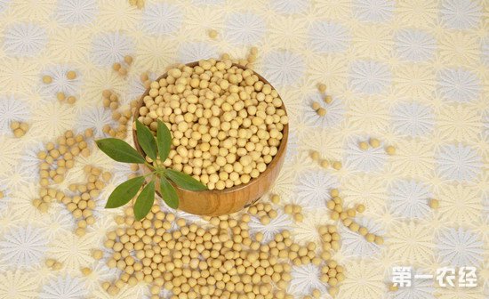 东北大豆产量上升 国产大豆价格首次低于美国大豆